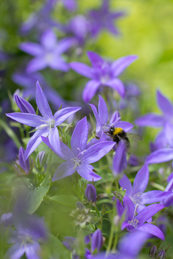 Bumblebee in blue bellflower
