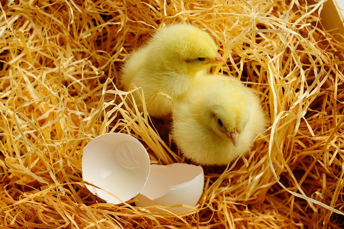 Two chicks with eggshells in wood shavings
