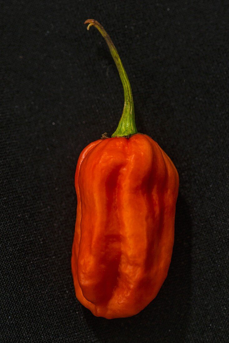 A Carolina Reaper chilli pepper