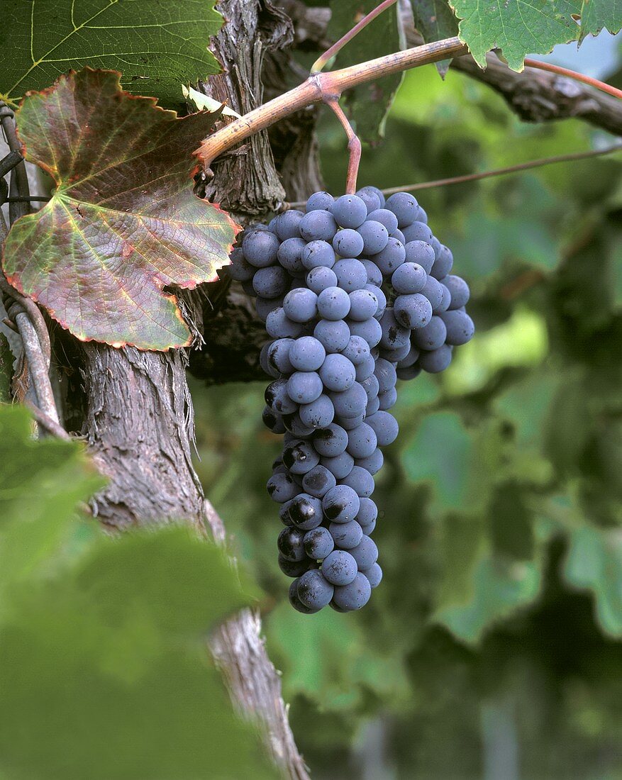 Nebbiolo grapes on the vine in Piedmont, Italy