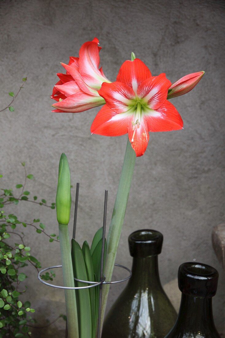 Amaryllis flower and bud in plant support