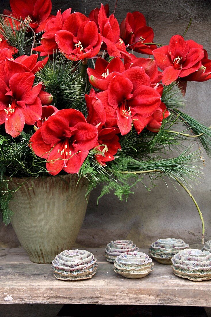 Winter bouquet of amaryllis and pine branches