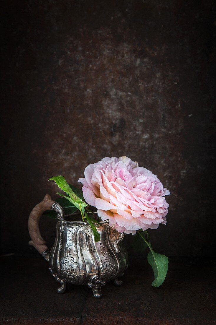 Gefüllte Rose in einem silbernen Milchkännchen