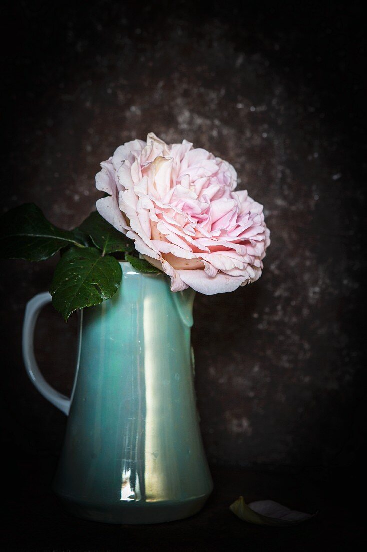 Gefüllte Rose in einer Vintage-Kaffeekanne