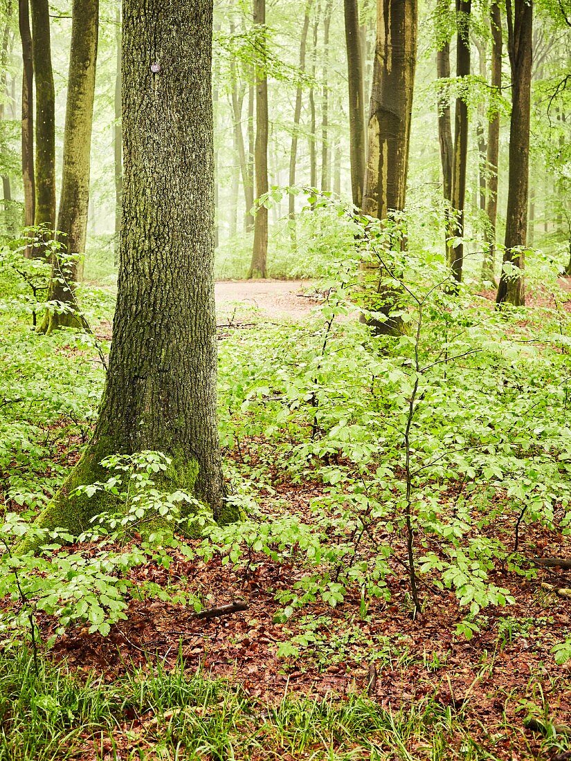 A deciduous forest with young trees