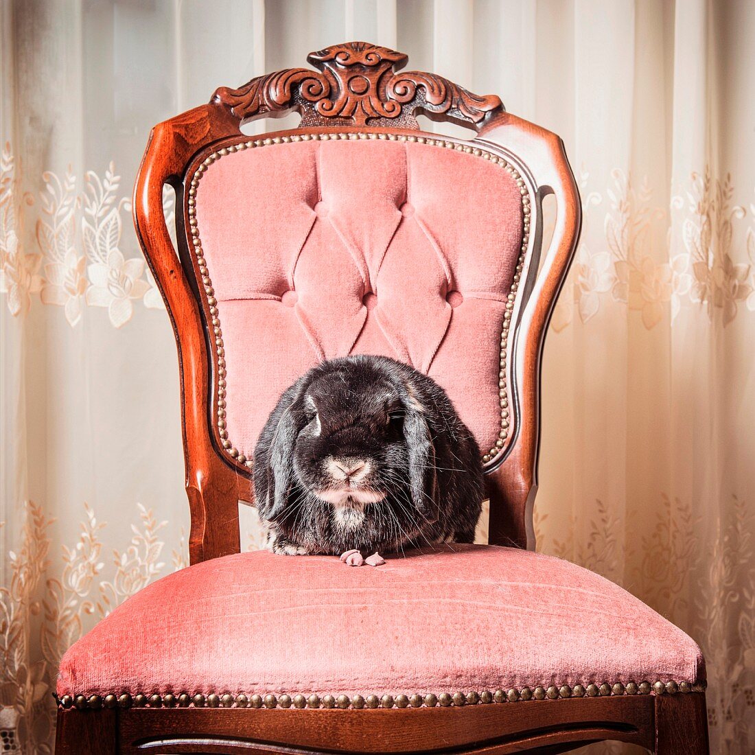 A rabbit on an antique padded chair