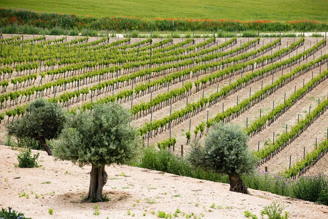 Reben und Olivenbäume der Finca Montepedroso (Rueda, Spanien)