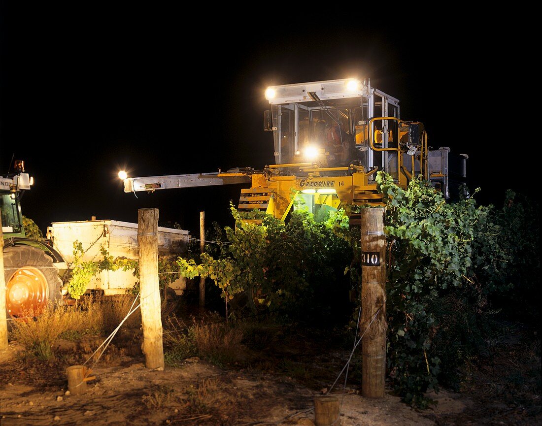 Mechanised vintage in the night, Barossa, Australia