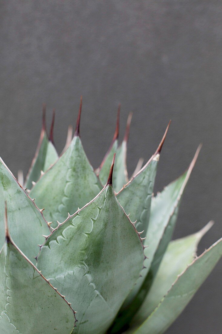 Prickly succulent plant