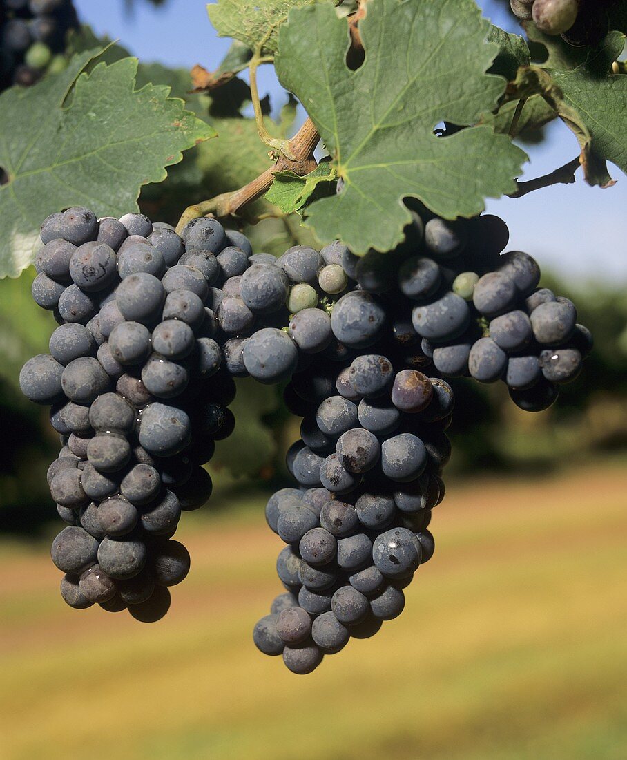 2 bunches of ripe Cabernet Sauvignon grapes on vine, Australia