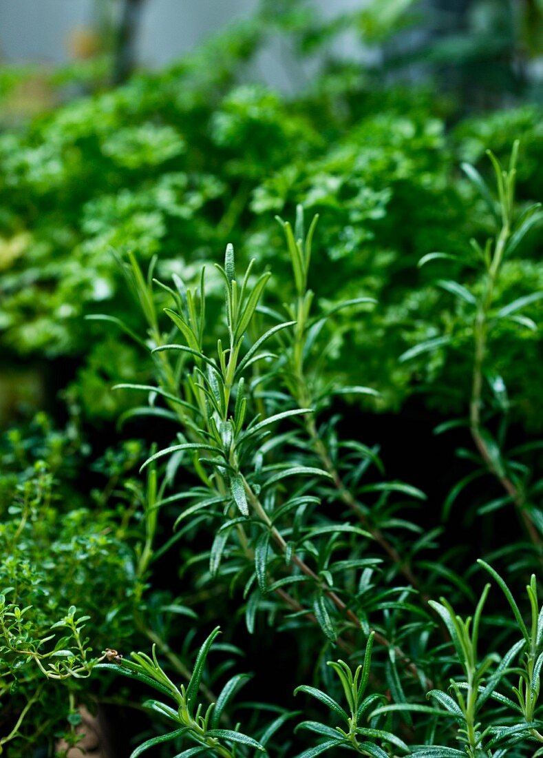 Fresh rosemary in a bed of herbs
