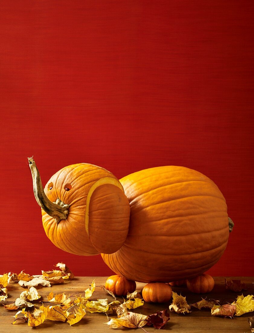 A pumpkin elephant for Halloween