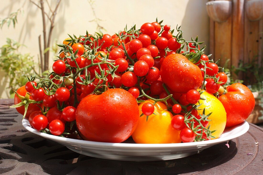 Frisch geerntete Tomaten auf Teller im Garten