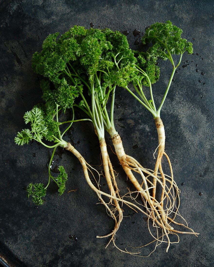 Curly-leaf parsley with roots