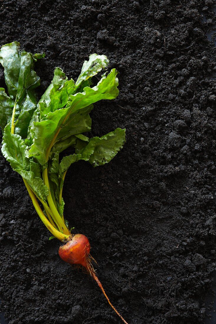 A beetroot with leaves (seen from above)