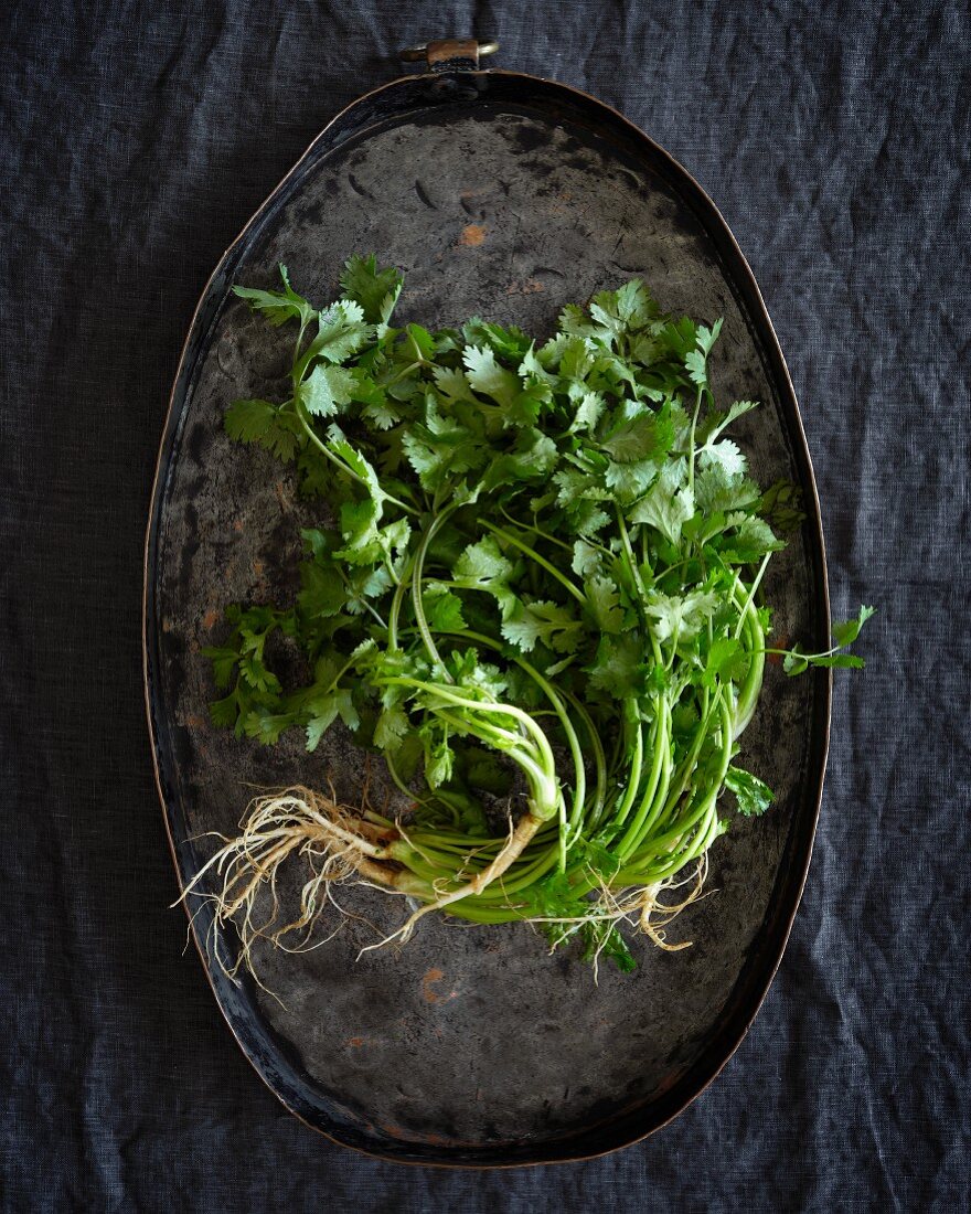 Fresh coriander with roots on a metal tray (seen from above)