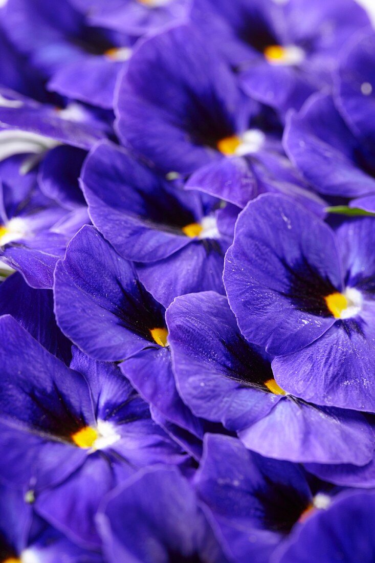 Blue pansies (full frame)