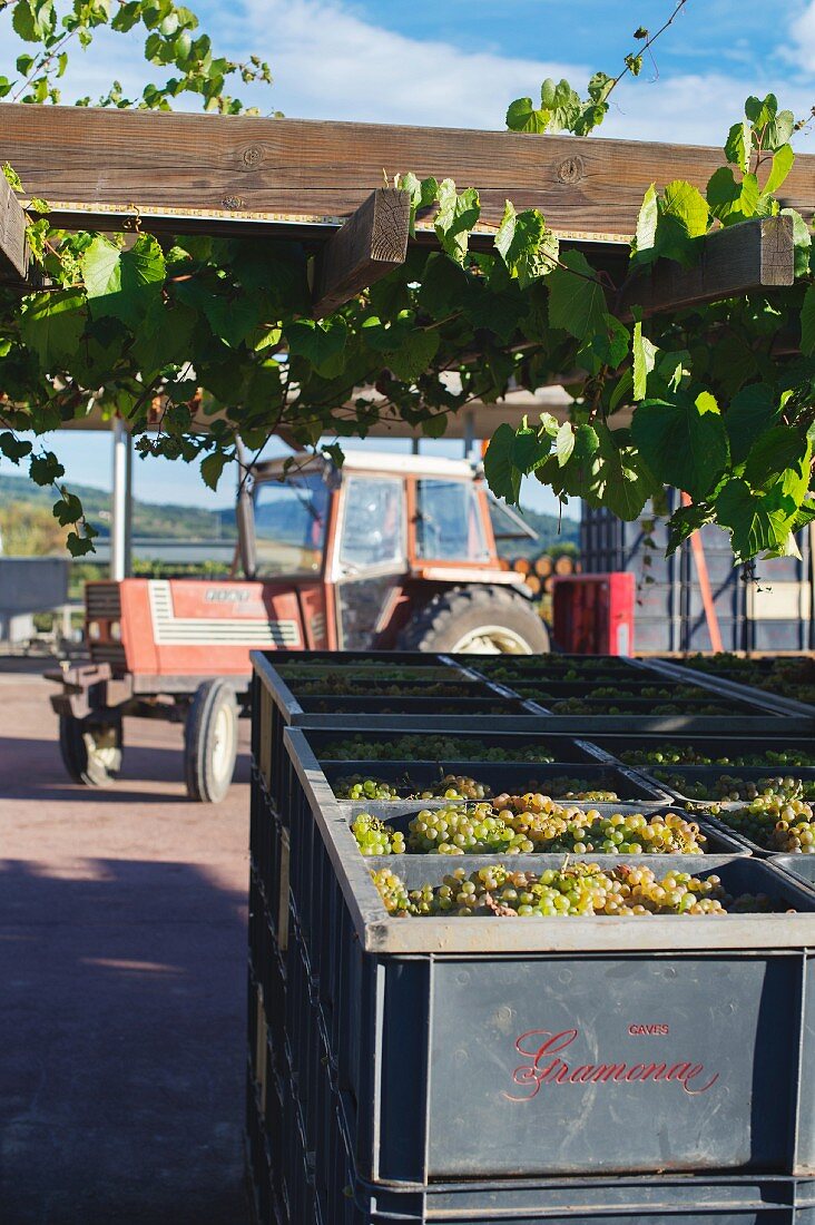 Traktor und Charello-Trauben in Kisten auf Weingut Gramona (El Penedes, Spanien)