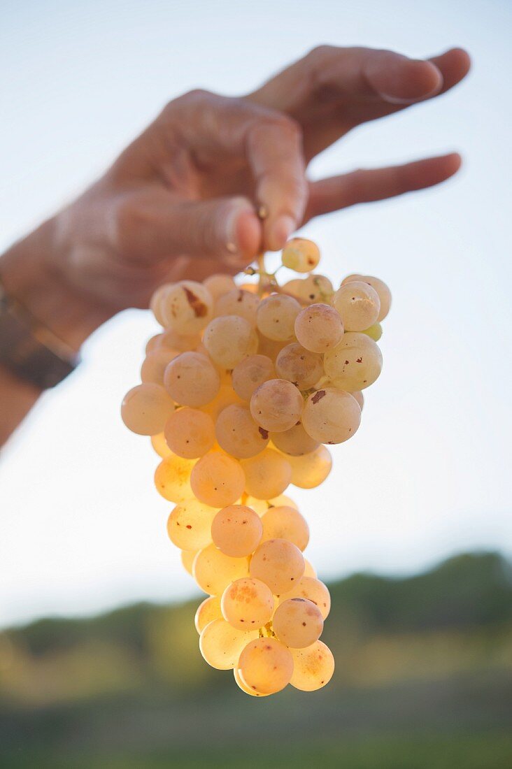 A hand holding Xarel·lo grapes (at the Gramona winery in El Penedes, Spain)