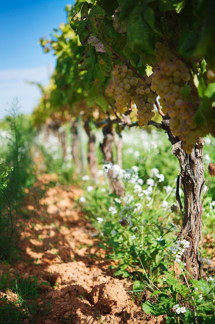 Anbau von Charello-Trauben auf dem Weingut Recaredo (El Penedes, Spanien)