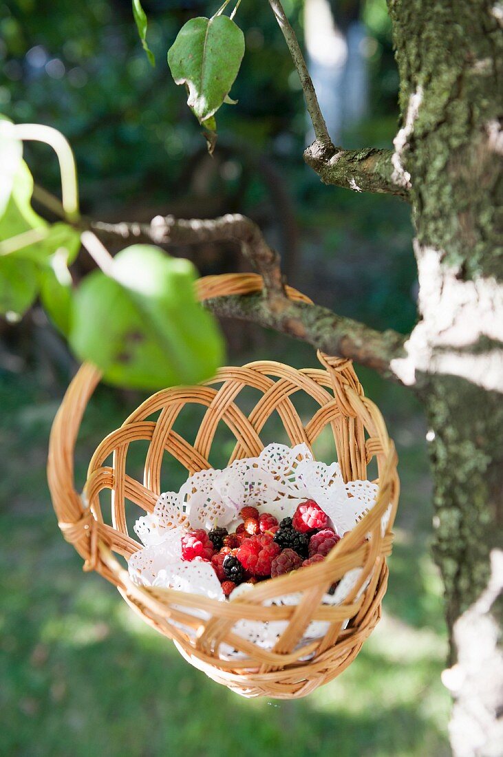 Freshly picked wild berries in a basket hanging from a tree