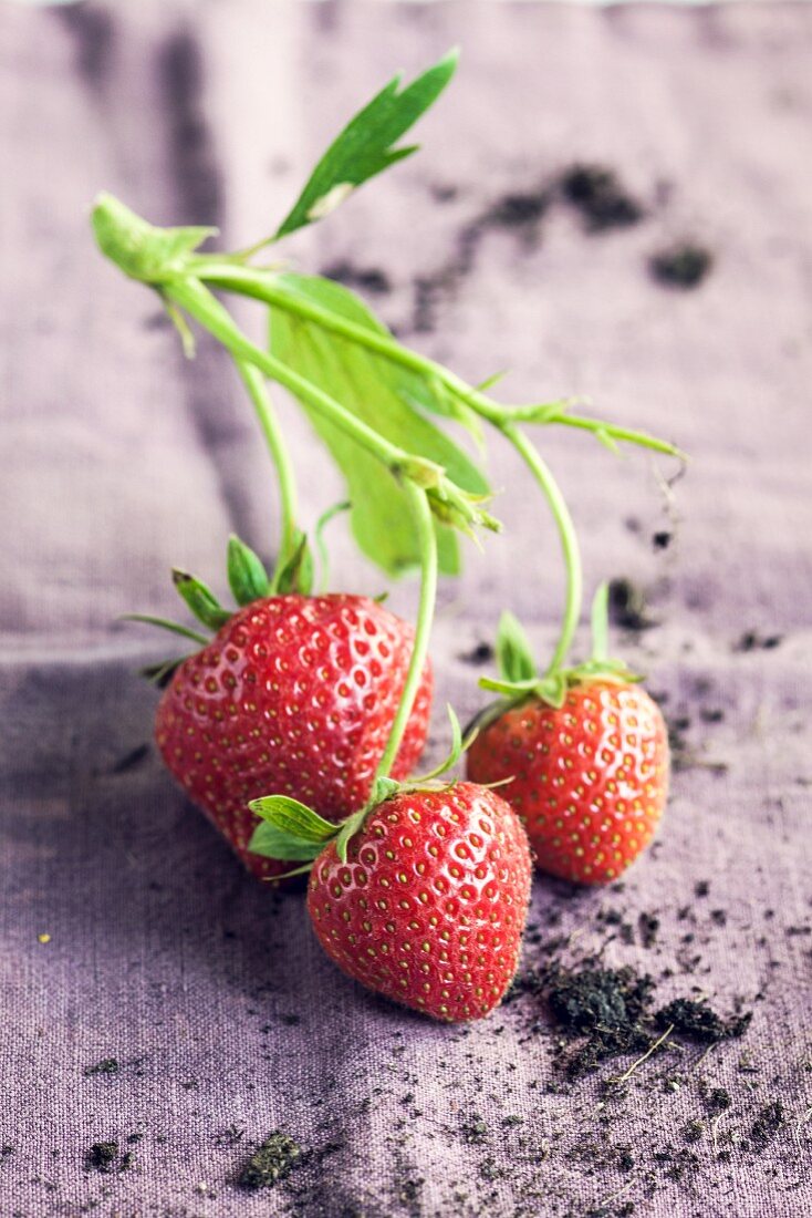 Three strawberries on the stalk