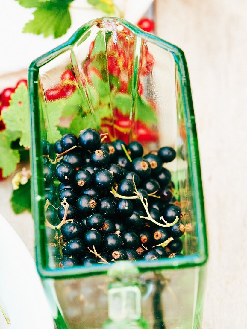 Fresh blackcurrants on a glass scoop