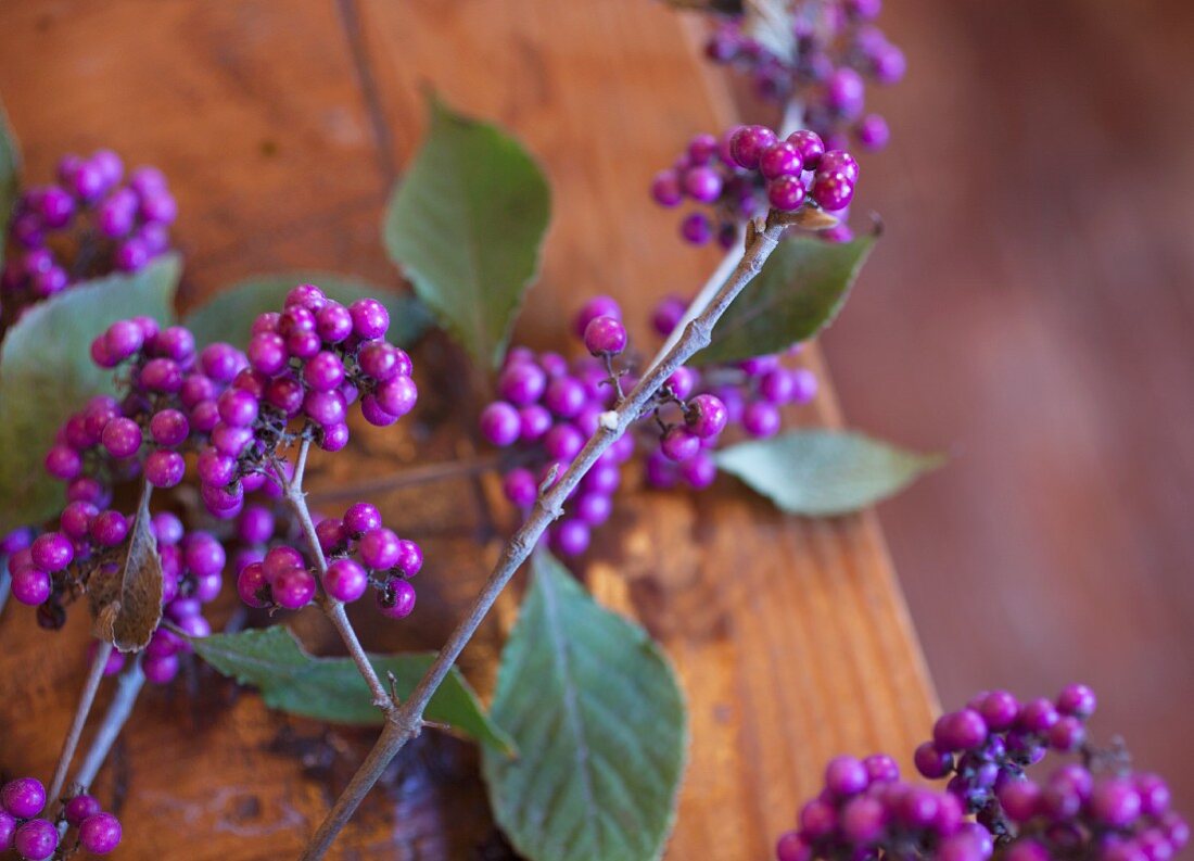 Sprigs of purple beautyberry (Callicarpa)