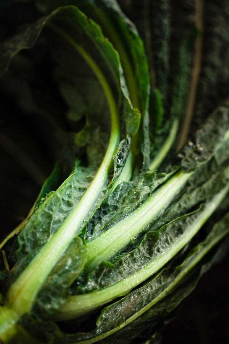 Kale (close up)
