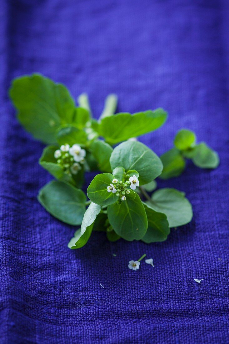 Watercress with flowers
