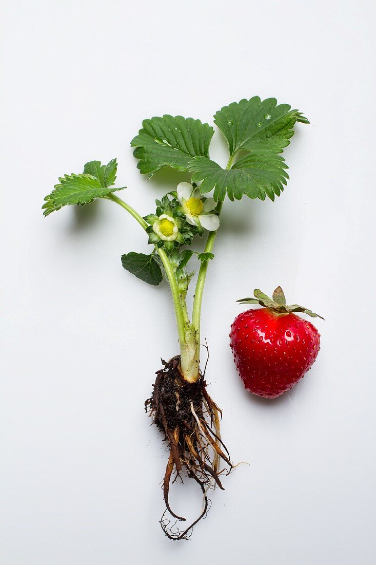 Eine Erdbeerpflanze und eine Erdbeere vor weißem Hintergrund