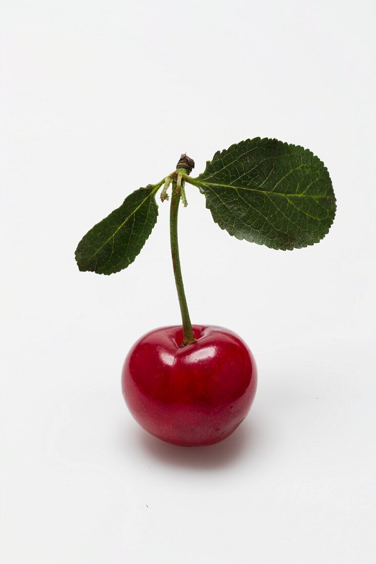 A sour cherry with a stem and leaves against a white background