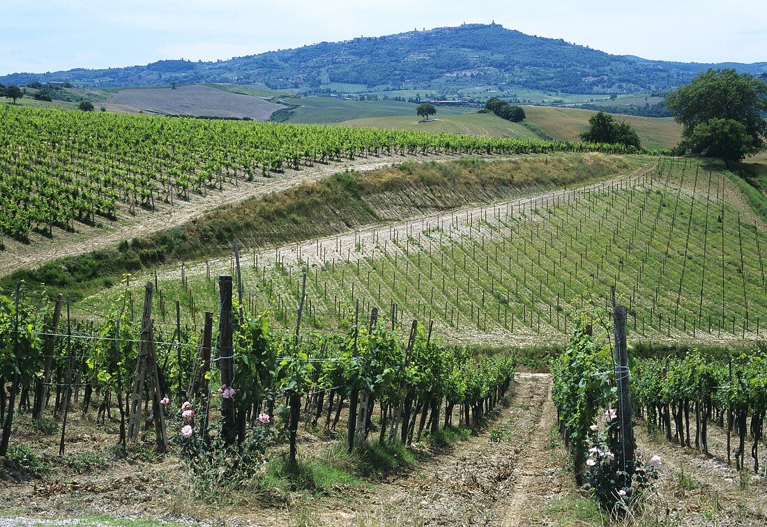 Vineyard outside small town of Montalcino in Tuscany
