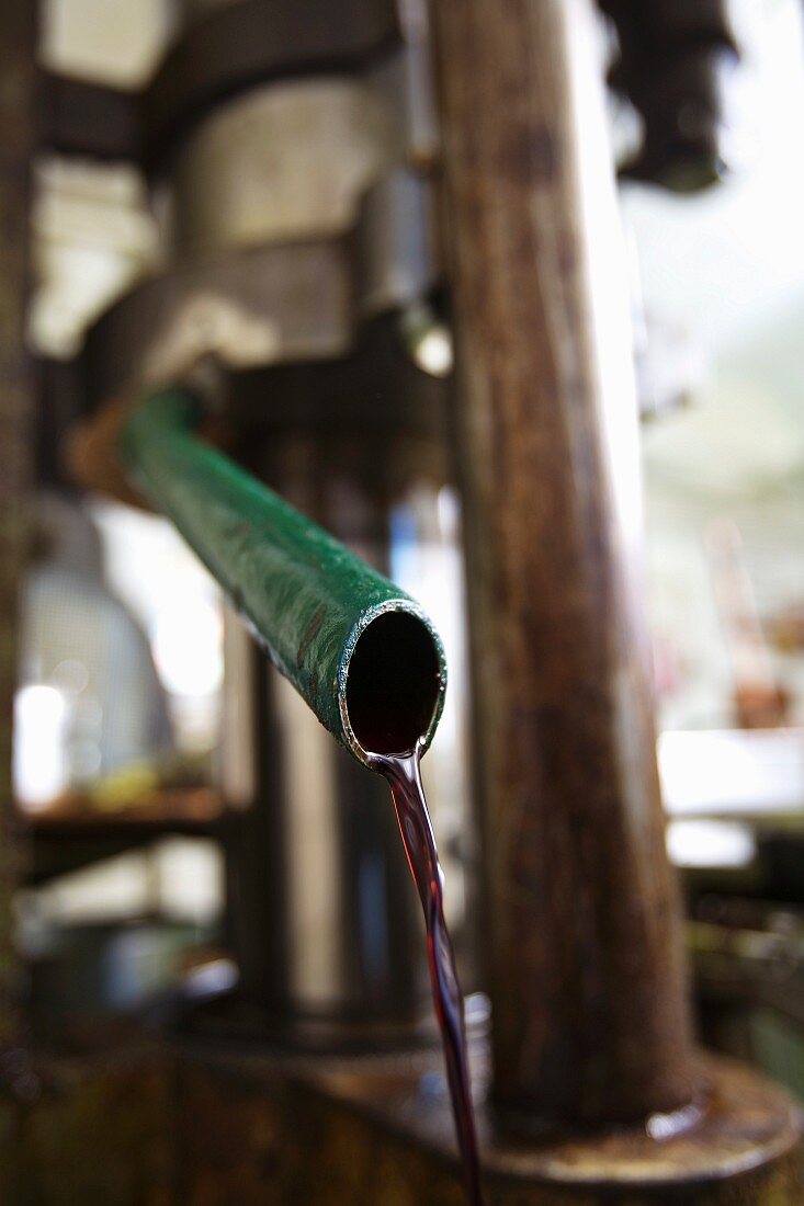 Pumpkin seed oil flowing from a press