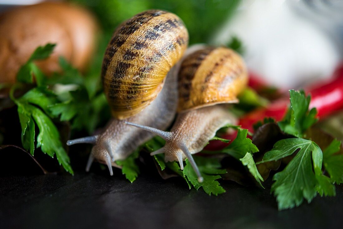 Two snails moving on parsley