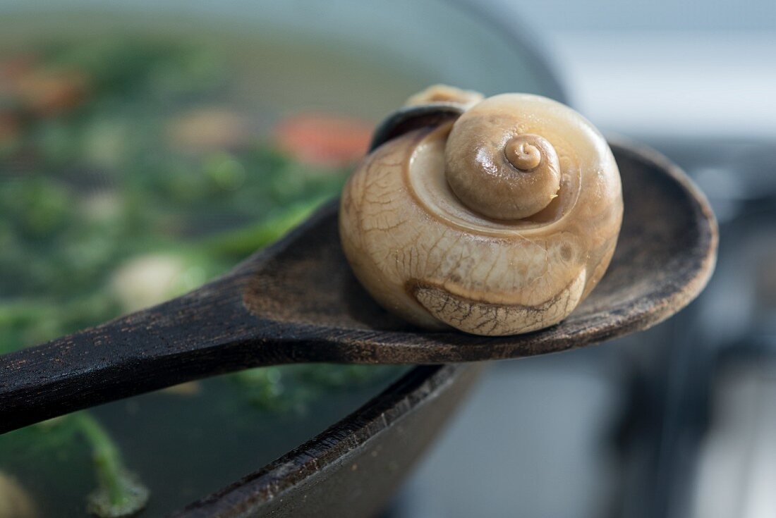 An edible snail on a wooden spoon
