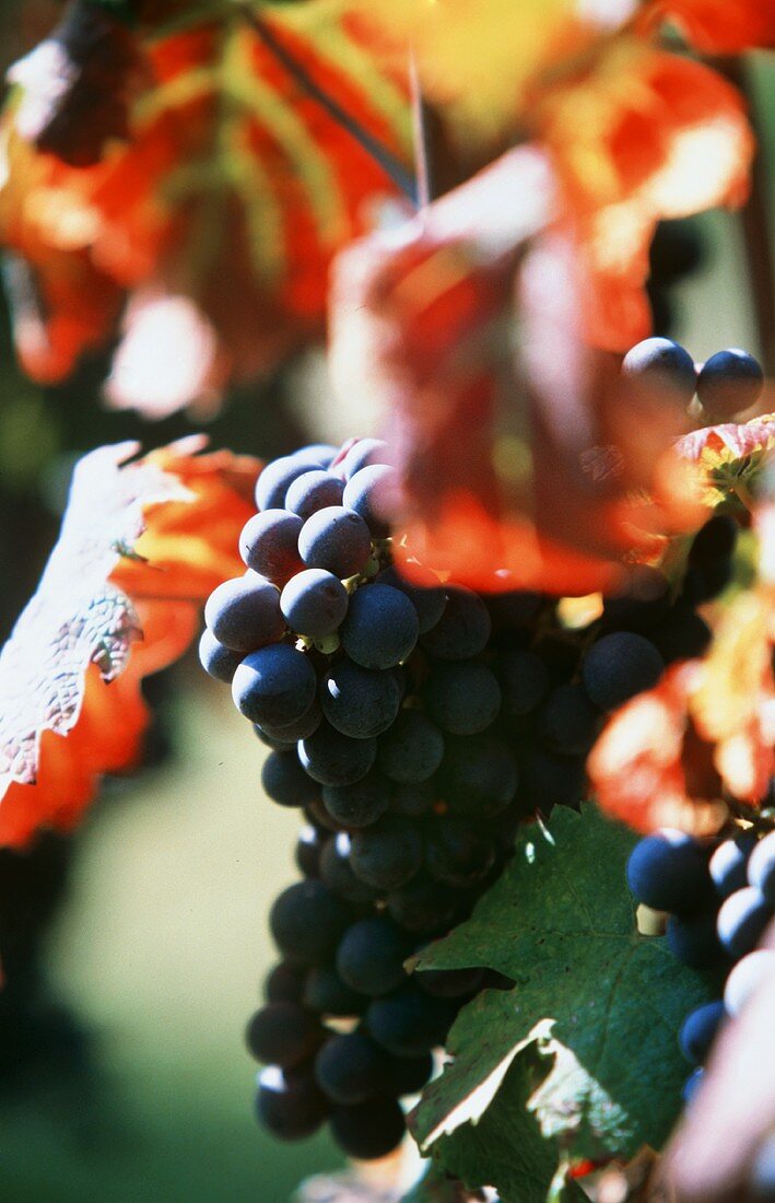 Red Wine Grapes On the Vine in the Gascogne Region of France
