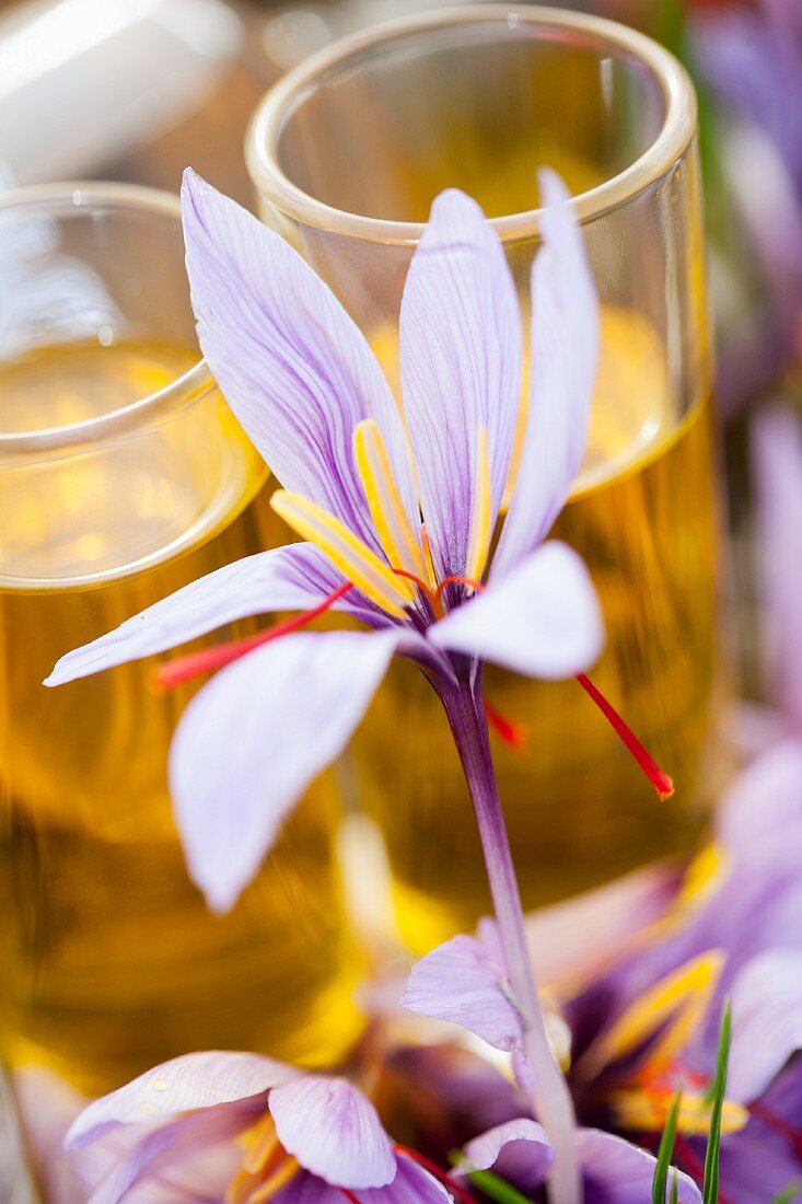 Safranblüte, im Hintergrund aufgelöster Safran in Gläsern