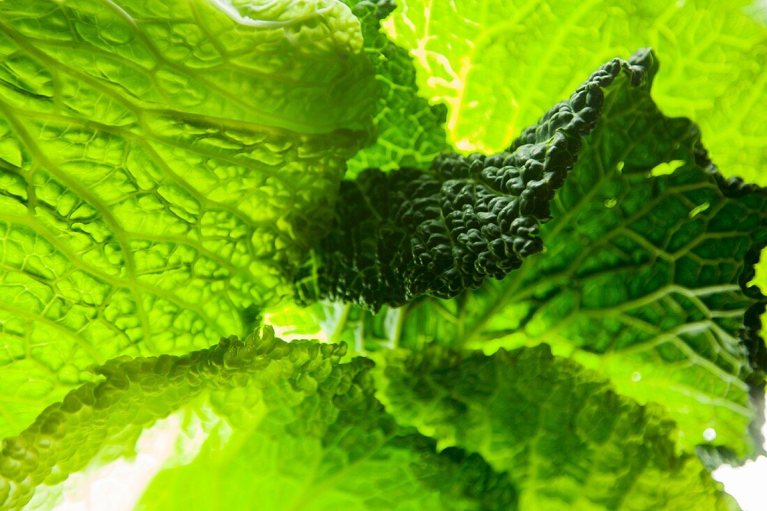 Light shining through savoy cabbage leaves (full-frame)