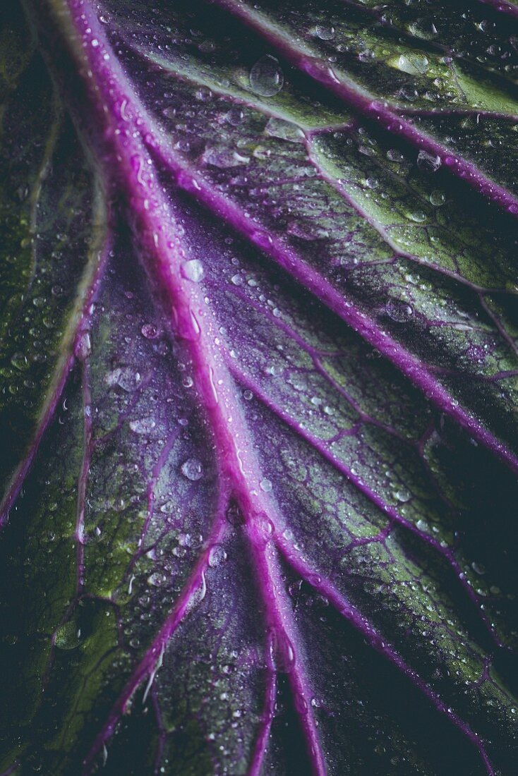 A red cabbage leaf (detailed)