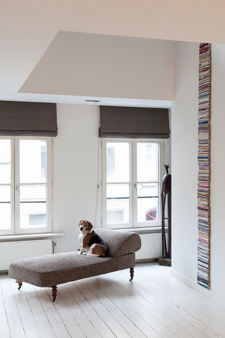 White wooden floor and dog on antique chaise longue in renovated period apartment