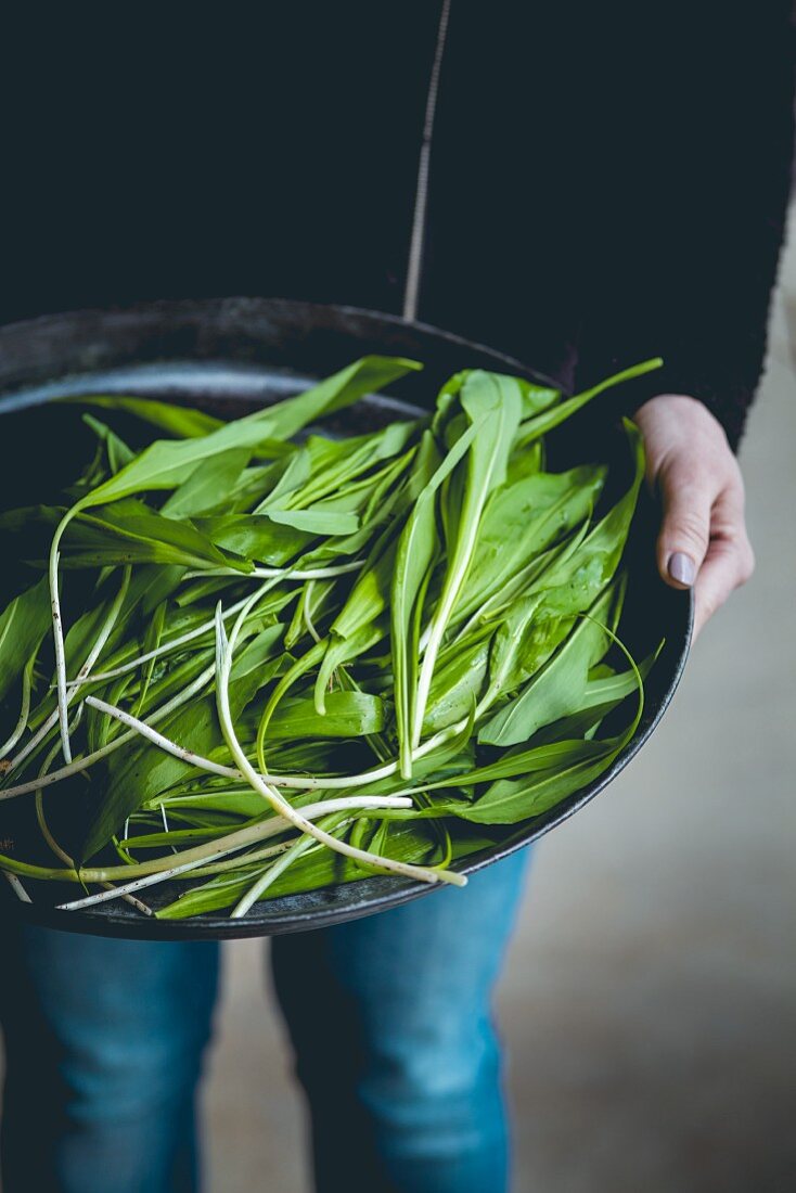 A person holding a bowl of freshly harvested wild garlic