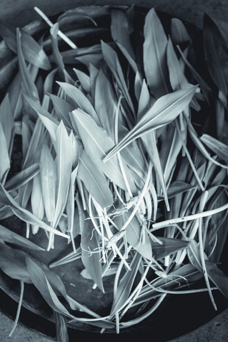 Freshly harvested wild garlic (black & white image)