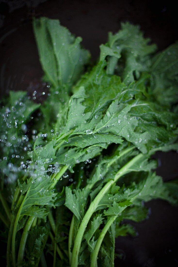 Rapini