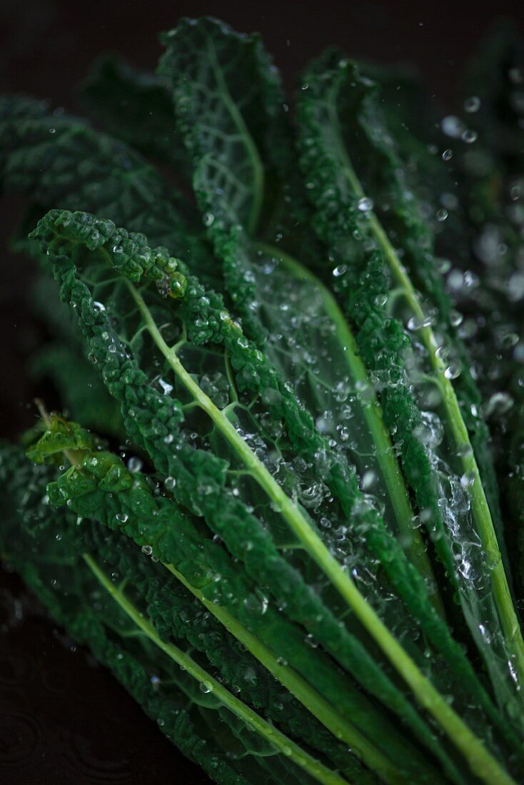 Fresh black kale with water droplets