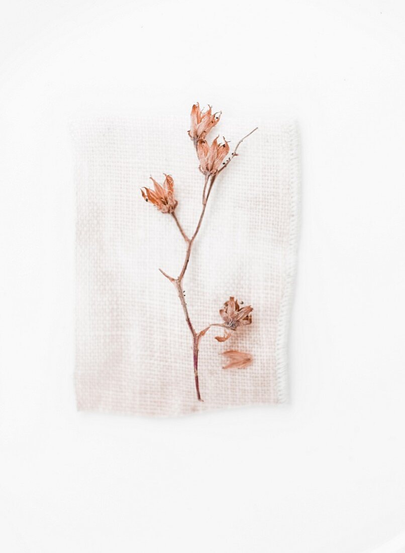 Branch of pale pink flowers on scrap of fabric