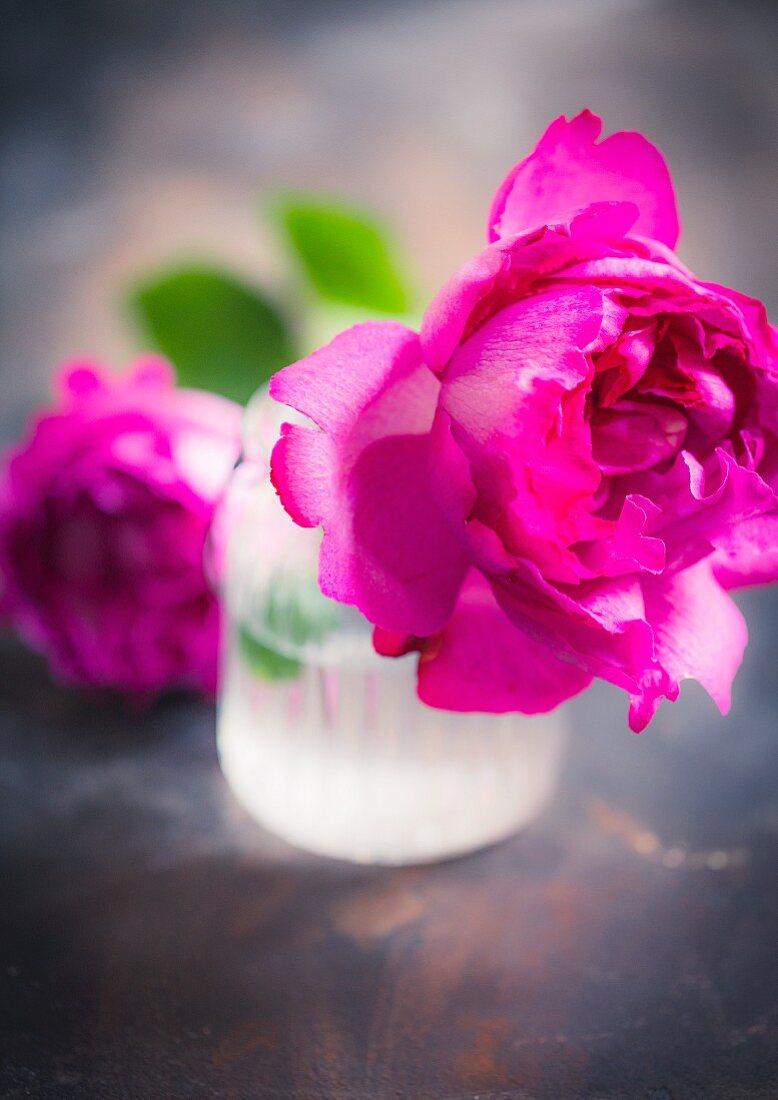 Pinkfarbene Rose in Vase