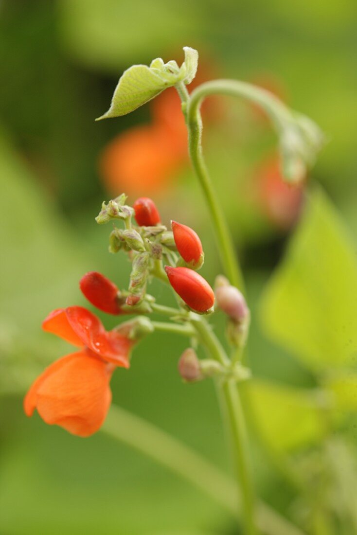 Rote Wickenblüten