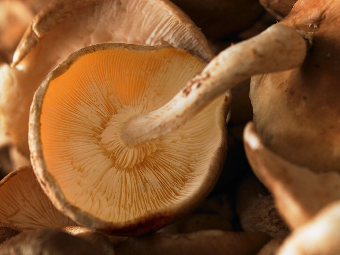 Fresh mushrooms (close-up)