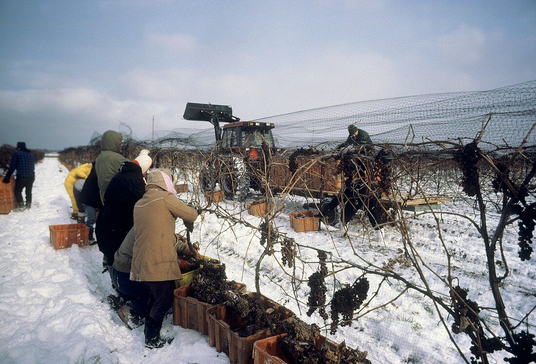 Lese von Vidal-Trauben für Eiswein, Niagara, Ontario, Kanada